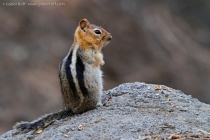 Golden-mantled Ground Squirrel (Callospermophilus lateralis)