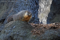 Yellow-bellied Marmot (Marmota flaviventris)