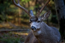 Mule Deer (Odocoileus hemionus)