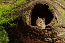 Eastern Chipmunk (Tamias striatus)