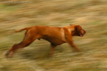 Hungarian Vizsla