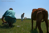 Insect Collectors