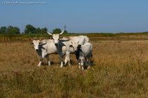 Hungarian Grey Cattle