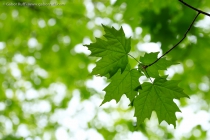 Sugar Maple (Acer saccharum)