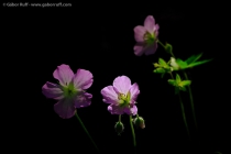 Spotted Geranium (Geranium maculatum)