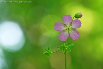 Spotted Geranium (Geranium maculatum)