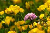 Clover (Trifolium sp.)