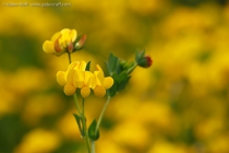 Pea (Lathyrus sp.)