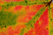 Sugar Maple (Acer saccharum)