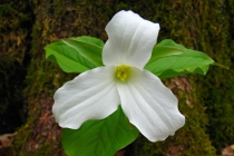 Large-flowered Trillium (Trillium grandiflorum)