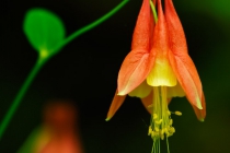 Eastern Red Columbine (Aquilegia canadensis)