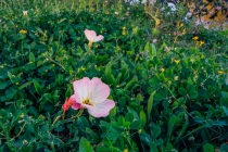 Pink Evening Primrose (Oenothera speciosa)