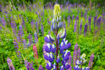 Bigleaf lupine (Lupinus polyphyllus)