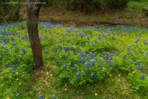 Bluebonnets (Lupinus sp.)