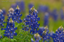 Bluebonnets (Lupinus sp.)