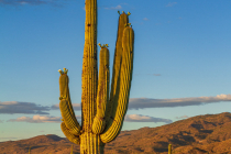 Giant saguaro (Carnigiea gigantea)