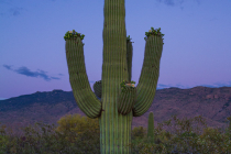 Giant saguaro (Carnigiea gigantea)