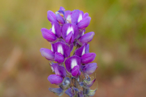 Silky lupine (Lupinus sericeus)