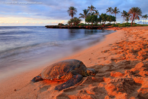 Green Sea Turtle (Chelonia mydas)