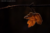 Field Maple (Acer campestre)