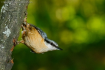 Eurasian Nuthatch (Sitta europaea)