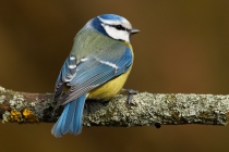 Blue Tit (Cyanistes caeruleus)