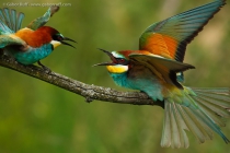 European Bee-eater (Merops apiaster)