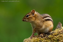 Eastern Chipmunk (Tamias striatus)