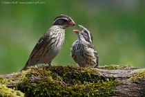 Rose-breasted Grosbeak (Pheucticus ludovicianus), female and chick