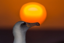 Laysan Albatross (Phoebastria immutabilis)