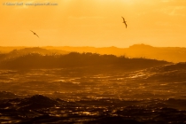 Brown Boobies at sunset