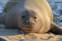 Hawaiian Monk Seal (Monachus schauinslandi)