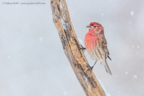 House Finch (Haemorhous mexicanus), male