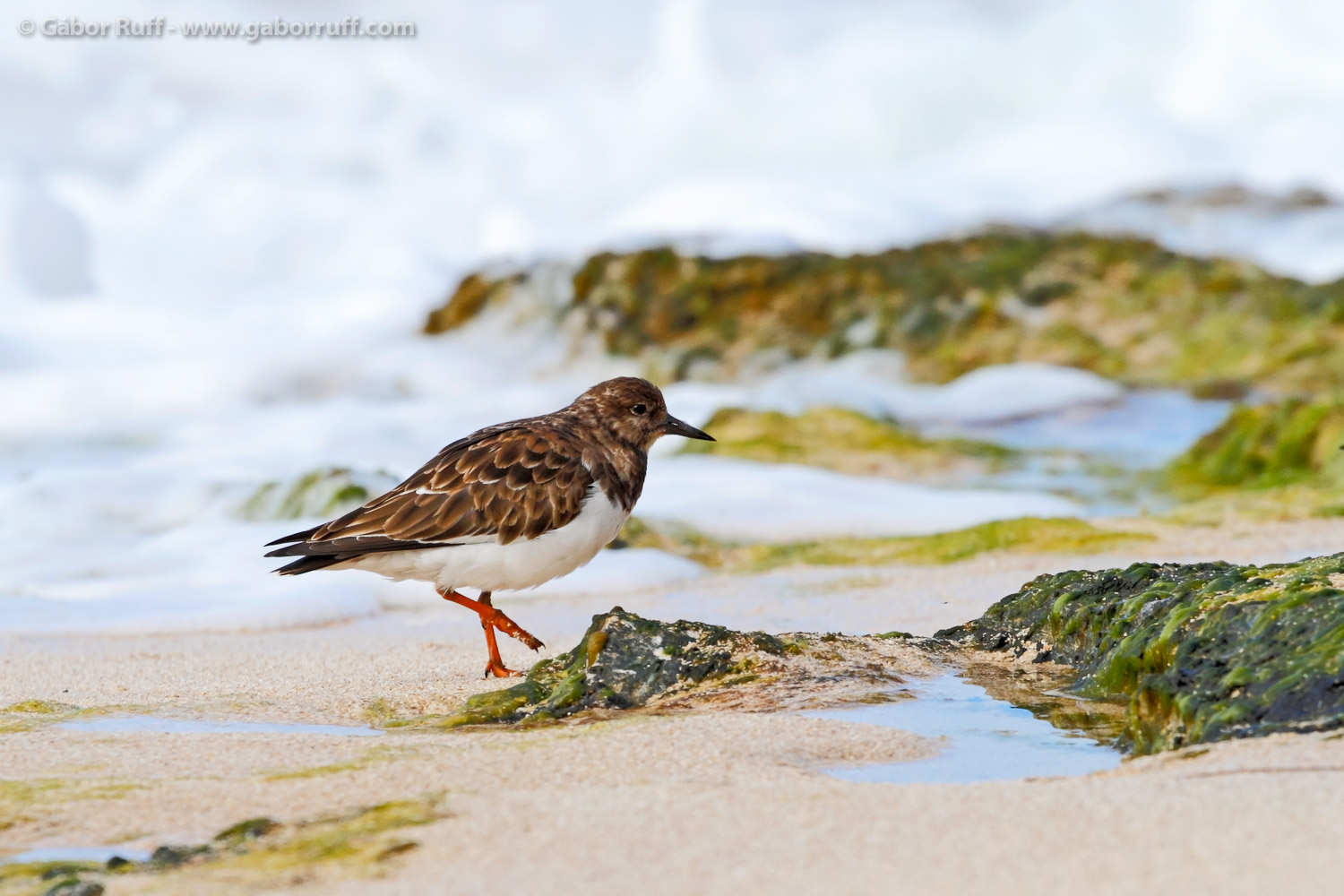 Ruddy Turnstone