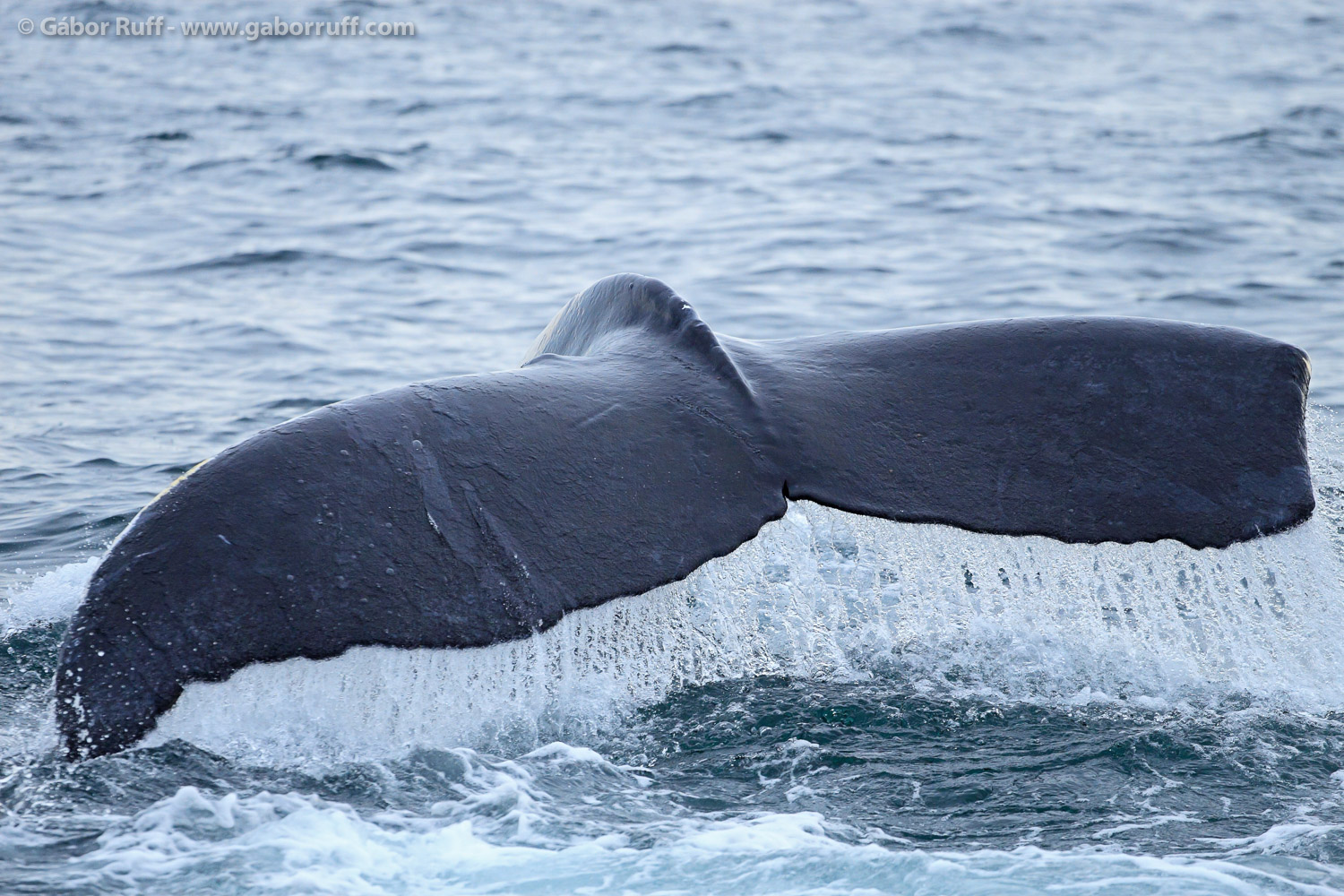 Humpback Whale