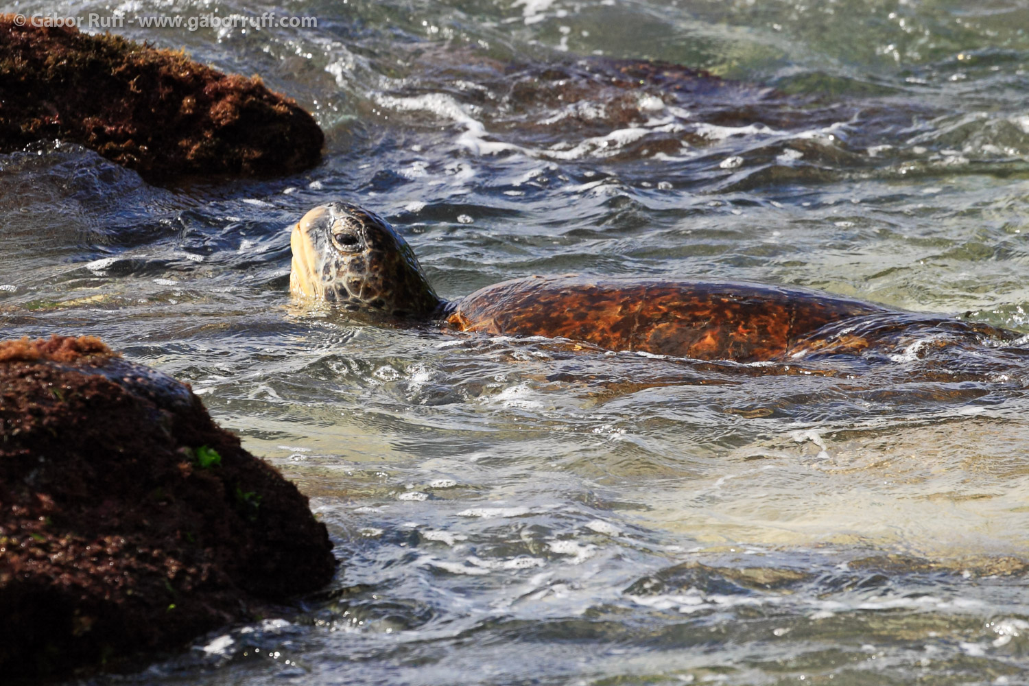 Green Sea Turtle