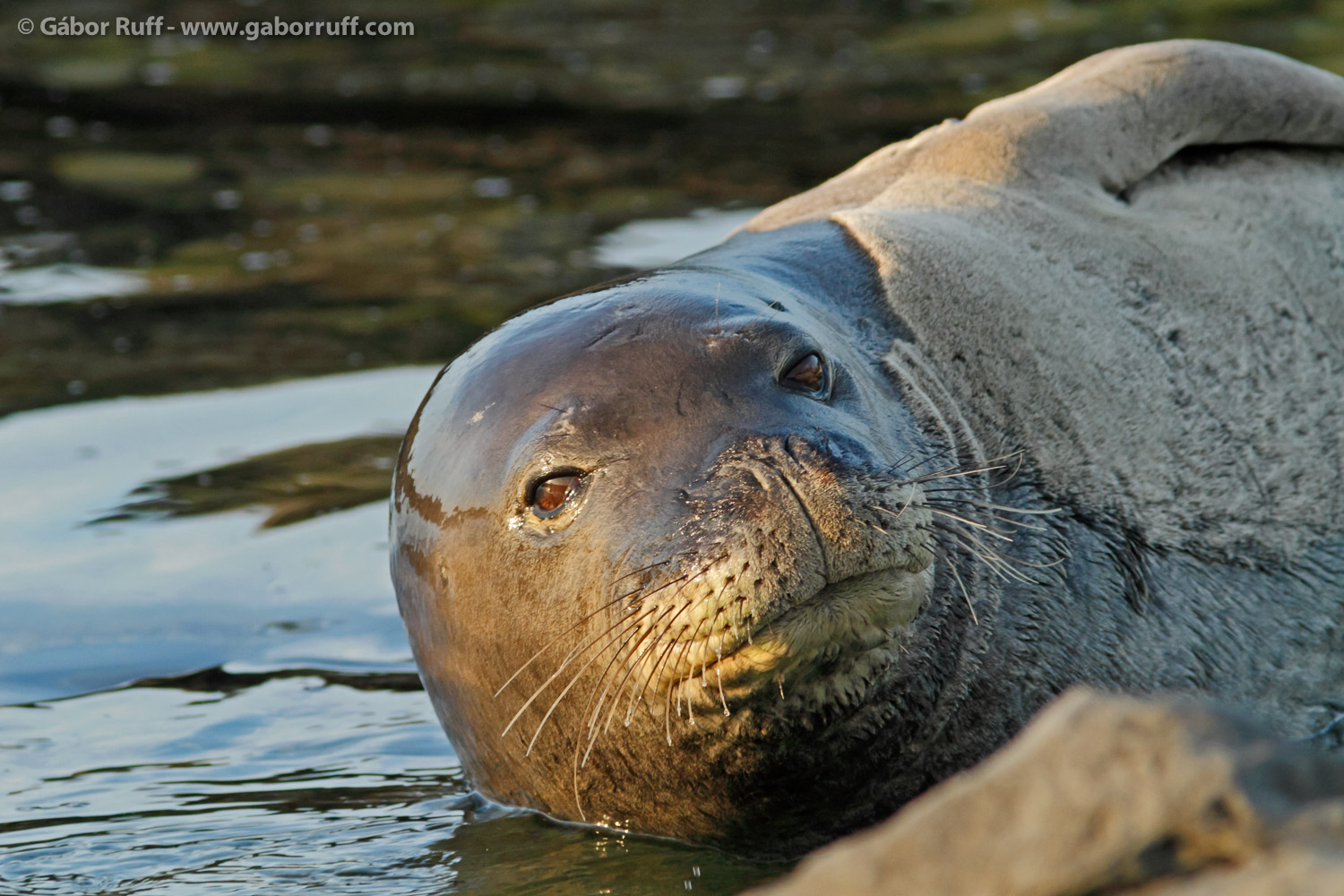 Hawaiian Monk Seal