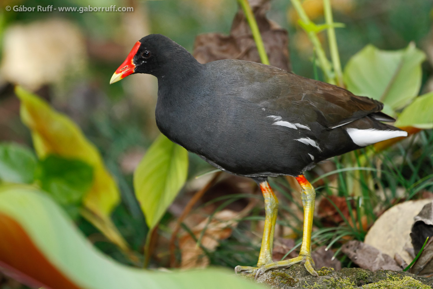 Hawaiian Moorhen