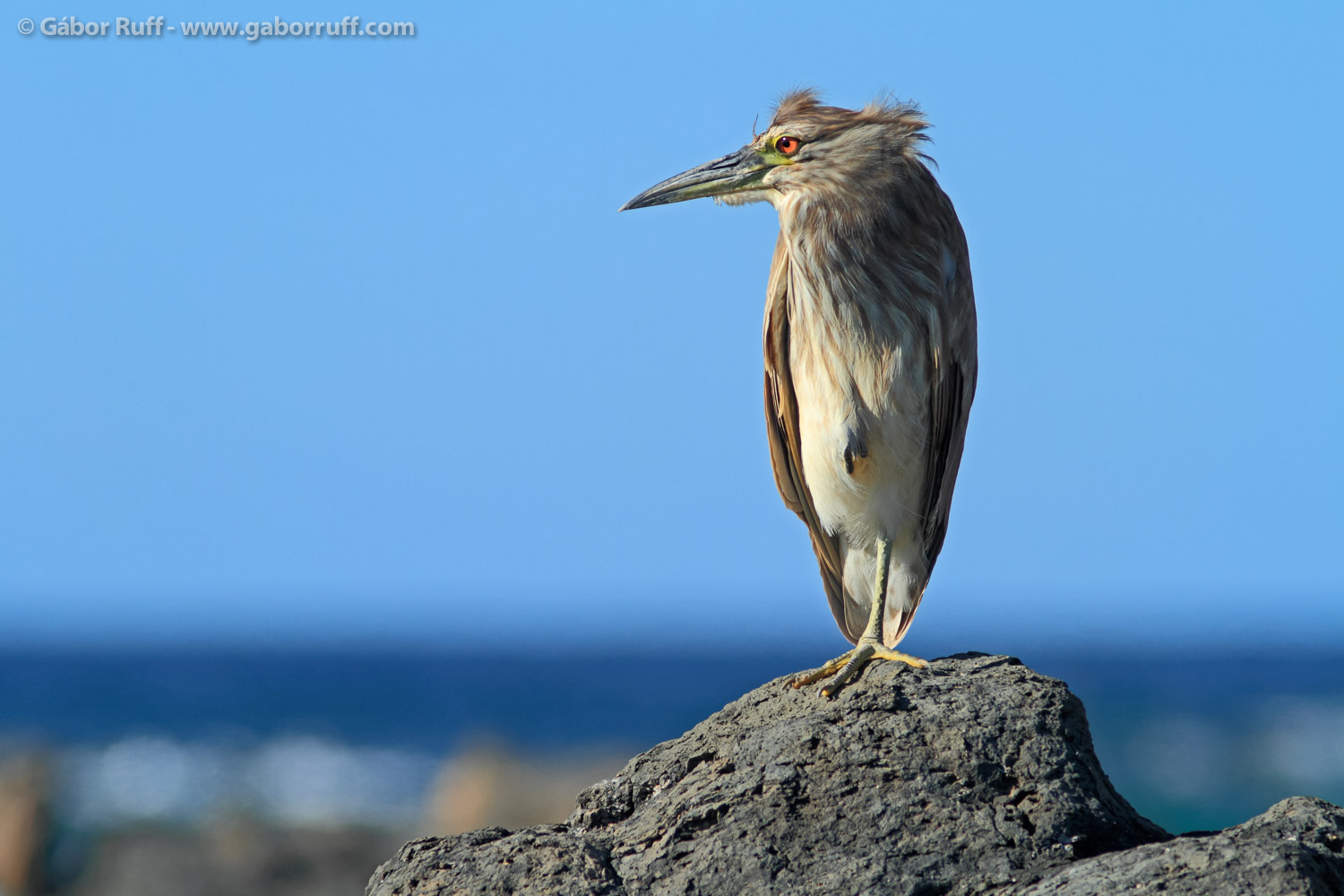 Juvenile Black-crowned Night Heron