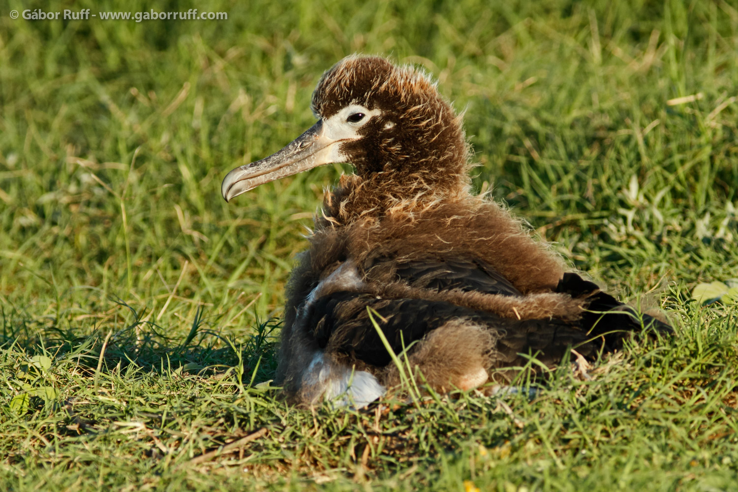 Laysan Albatross chick