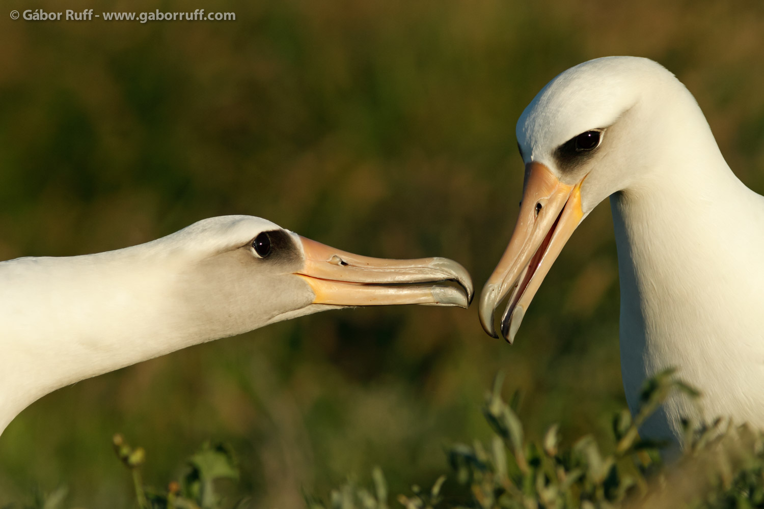 Laysan Albatross