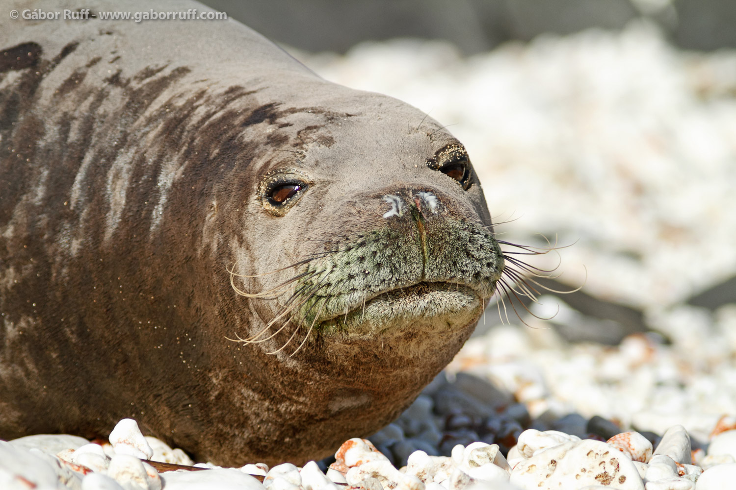 Hawaiian Monk Seal