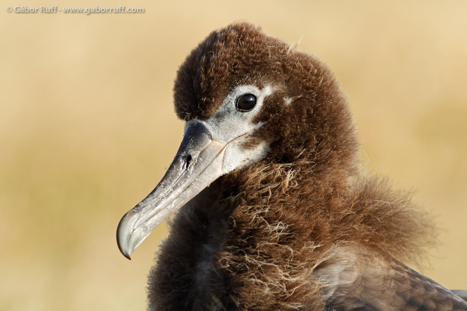 Laysan Albatross chick