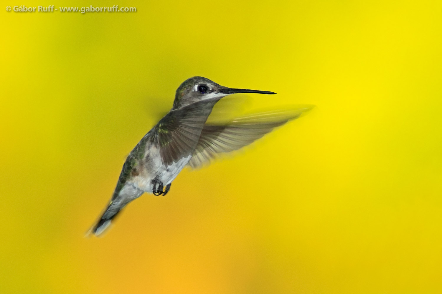 Ruby-throated Hummingbird