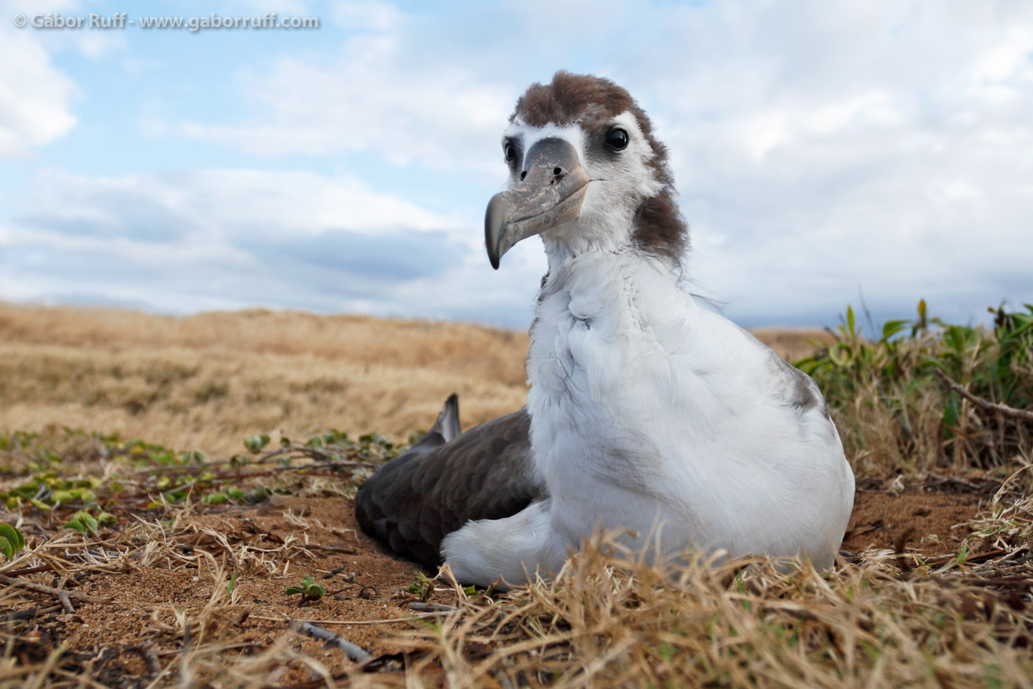 Juvenile Laysan Albatross