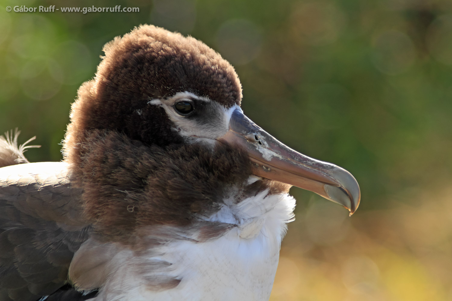 Laysan Albatross chick