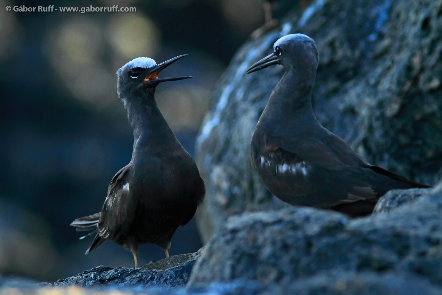 Hawaiian Noddy