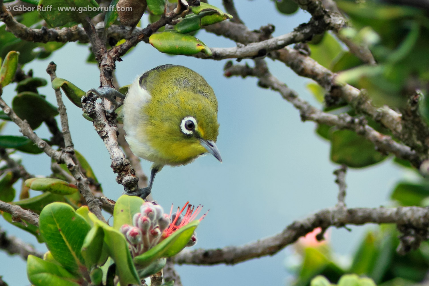 Japanese White-Eye