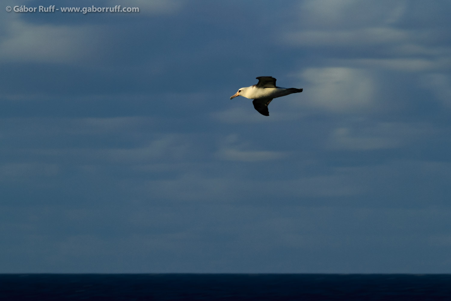 Laysan Albatross