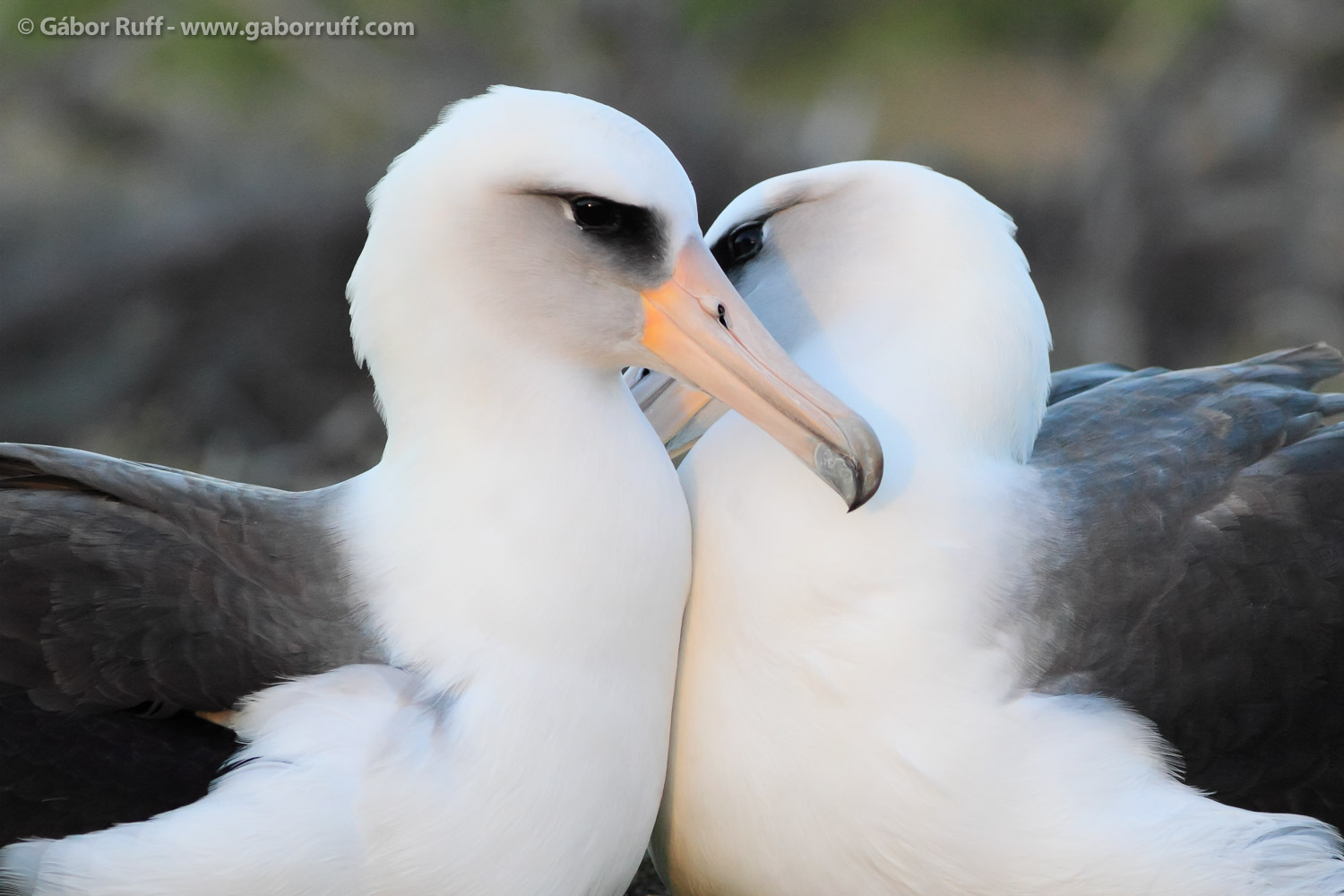 Laysan Albatross pair